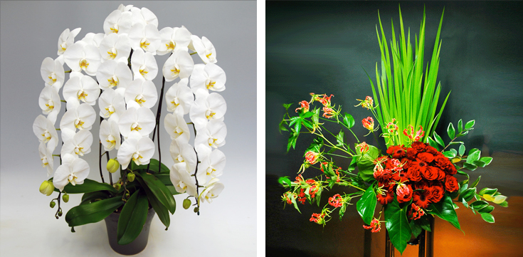 胡蝶蘭とアレンジフラワーのイメージ画像