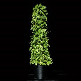 観葉植物 ポトス 100~130cm