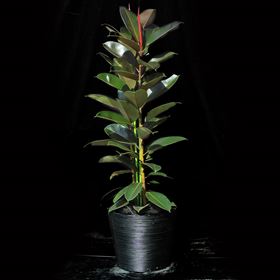 観葉植物 ゴムの木100～130㎝
