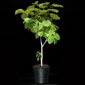 観葉植物 ウンベラータ