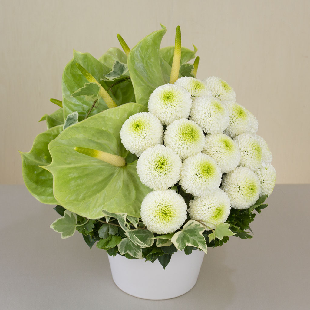 funeral flower「菊」